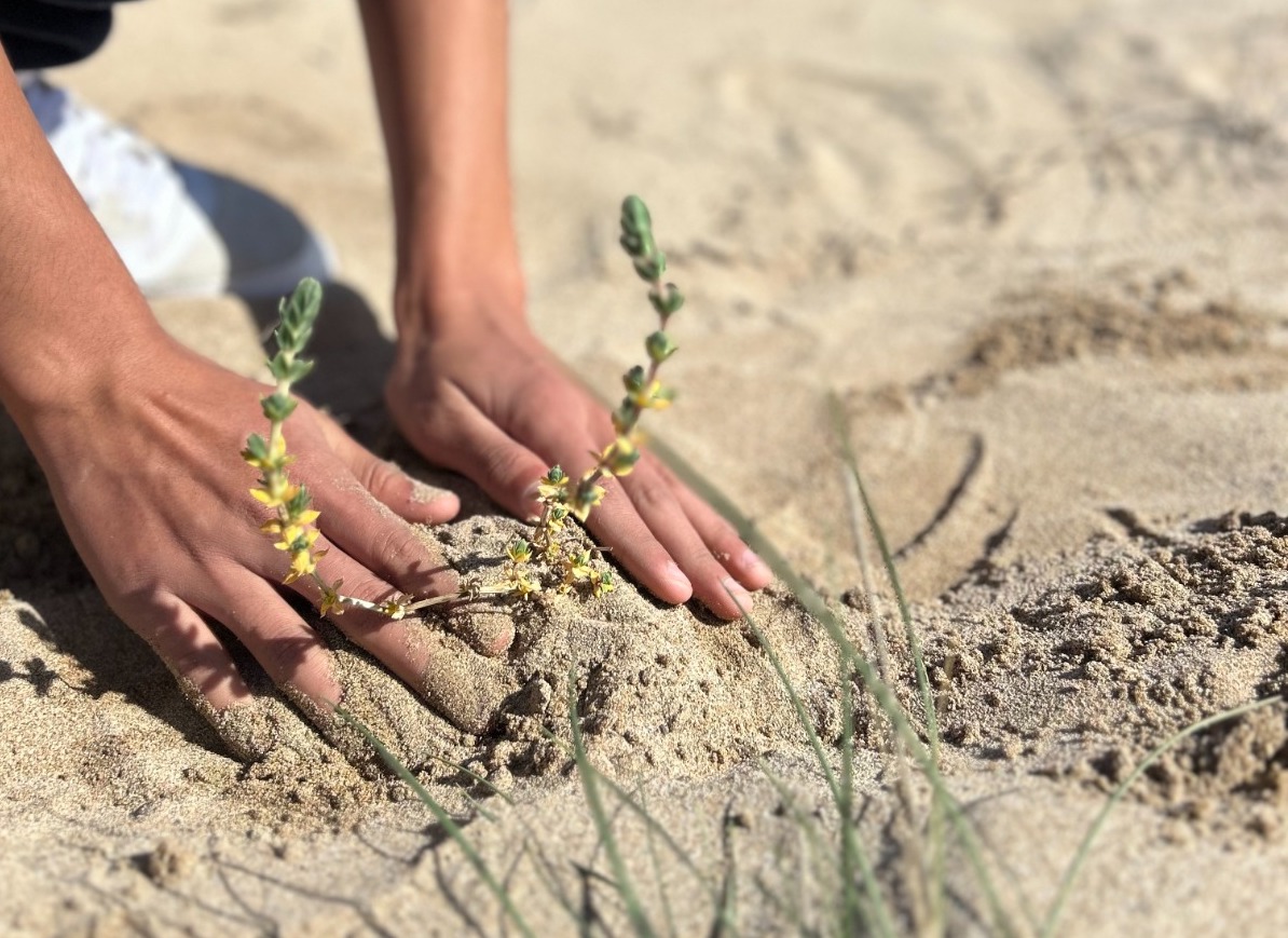 Activitat de plantacions de vegetació dunar amb instituts