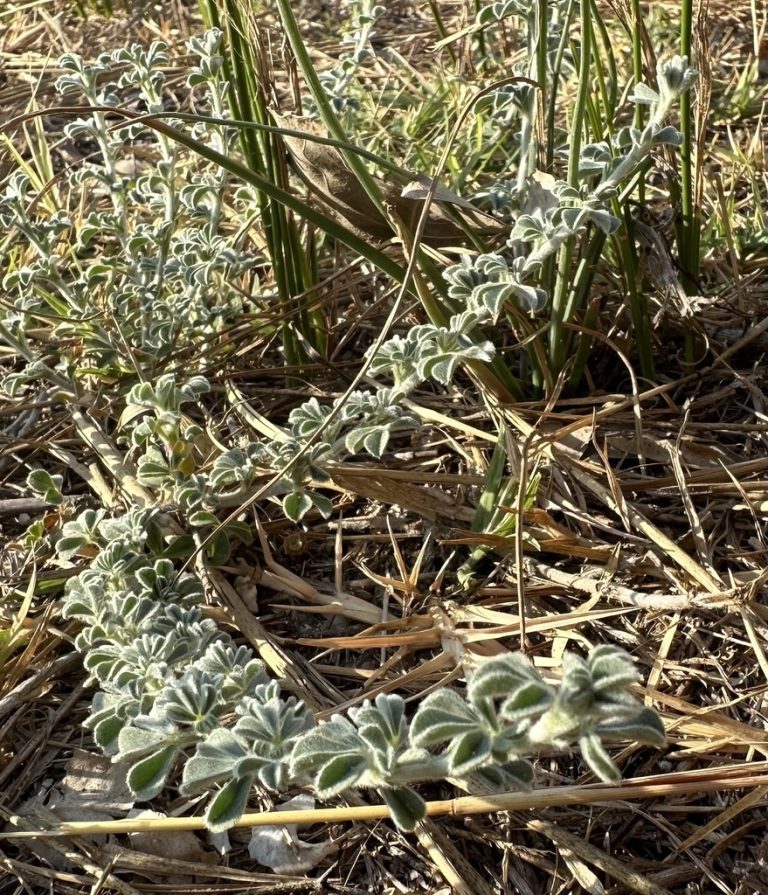 Foto: MINKA. Alfals marí (Medicago marina) (CC BY)