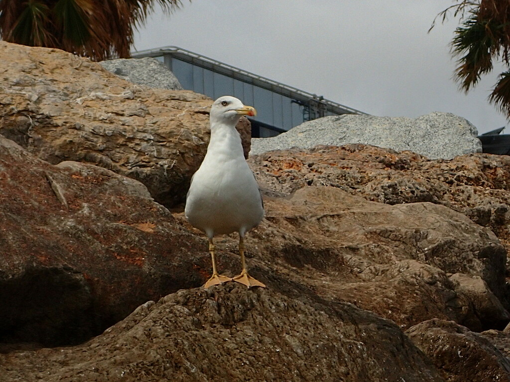 MINKA. Gavià argentat potes grogues (Larus michahellis) (CC BY)